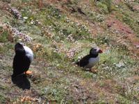 Papageientaucher am Sumburgh Head, Shetlands