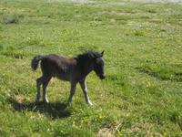 Shetland-Fohlen