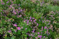 0187 Skye, Heide