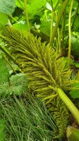 022 – Edinburgh, Botanischer Garten, Mammutblatt