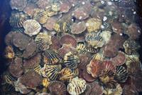0328 Muschelzucht