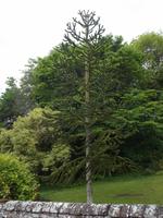 Araukarie bei Dunrobin Castle