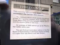 An der Lachstreppe in Pitlochry