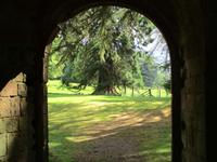 Alter Baumbestand in Dryburgh Abbey
