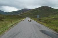 Sheep Xing - Schafe überqueren die Straße 