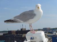 Möwe im Fährhafen