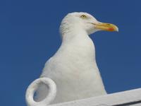 Möwe am Fährhafen Newcastle