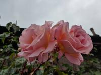 Duftende Rosen in den Vorgärten von Luss