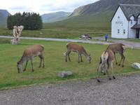 Rehe am Glen Coe am Ausgangspunkt unserer Wanderung