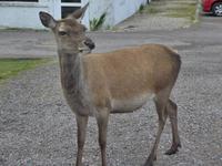 Rehe am Glen Coe am Ausgangspunkt unserer Wanderung