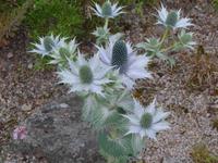 Distel - Nationalblume der Schotten