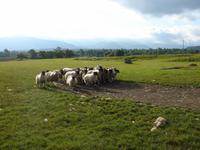 Schafe werden bei Neil Ross getrieben