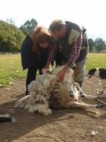 Wir dürfen das Schafscheren versuchen
