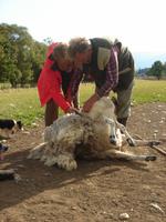 Wer will, darf das Schafscheren versuchen