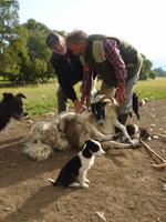 Mutige Männer vor - beim Schafscheren bei Neil Ross