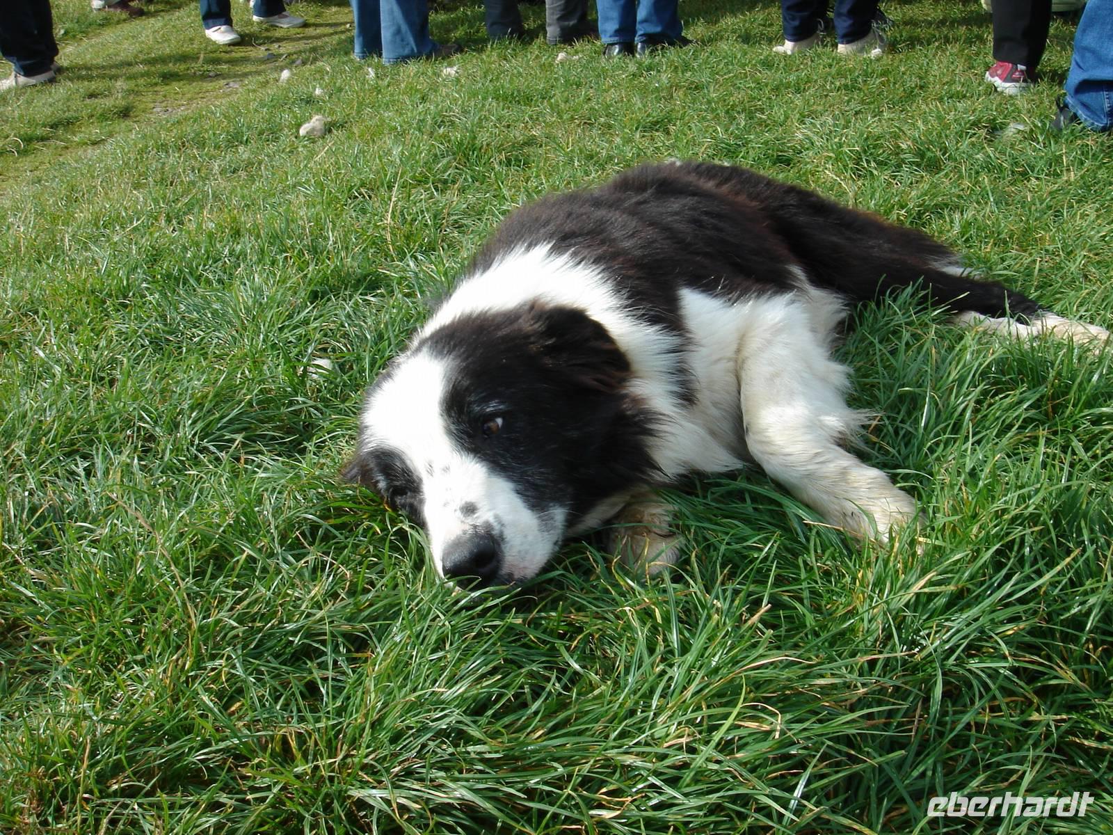 Vorführungen machen Müde - nach der Arbeit bei Neil Ross