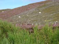 Schafe in der schottischen Heide