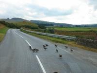 Enten haben Vorfahrt - auf dem Wege nach Edradour