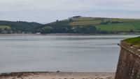 115 Delphin im Morrey Firth