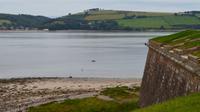 116 Delphin im Morrey Firth