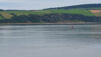 117 Delphin im Morrey Firth