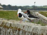 Fort Georg - Austernfischer und Möwe