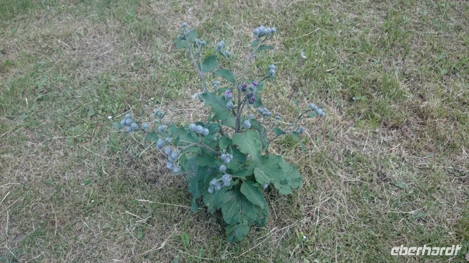 Due schottische Diestel