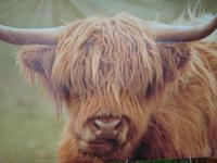 Hochlandkuh
