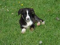 Ein junger Bordercolli