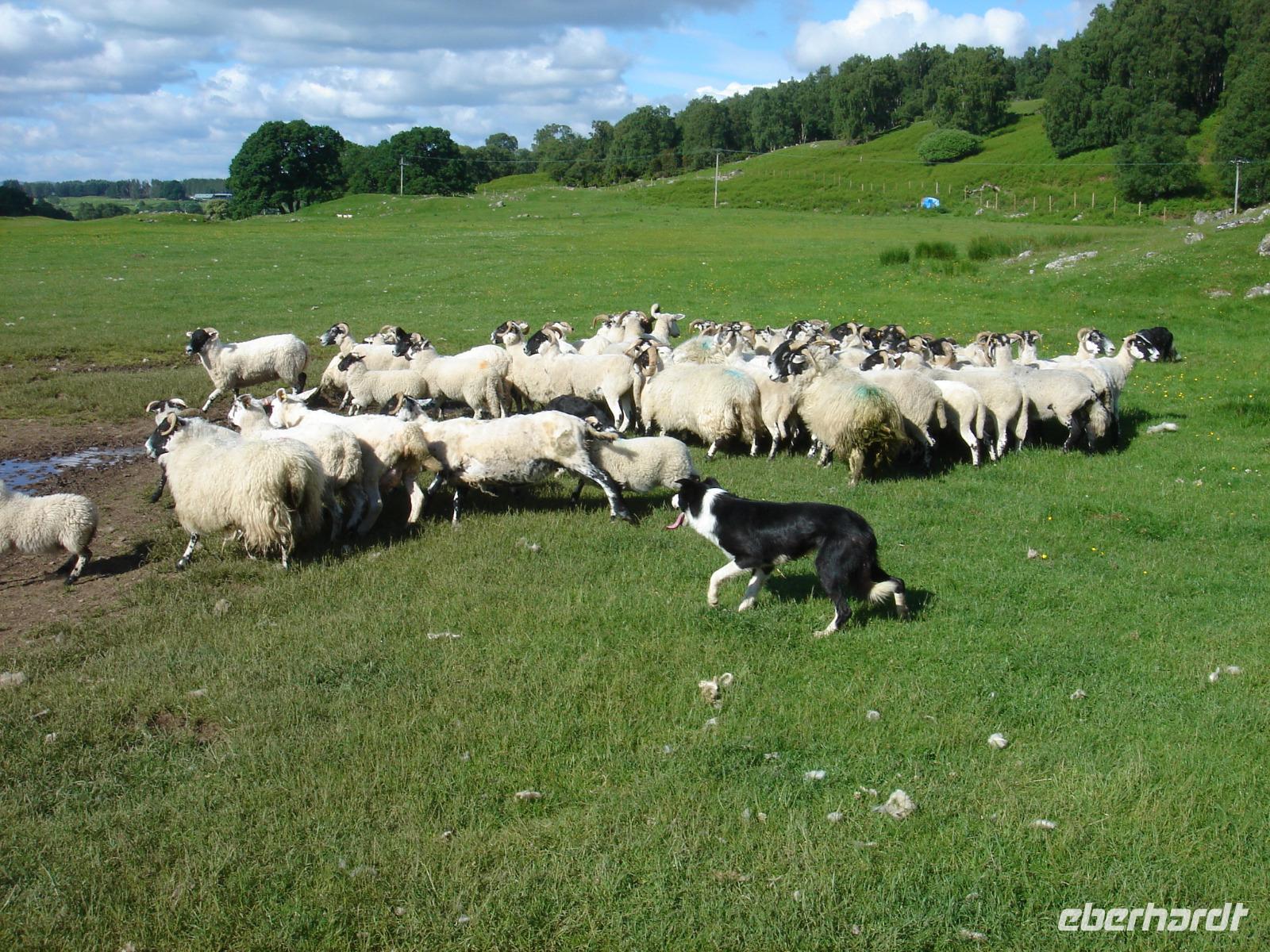 Working Sheepdogs