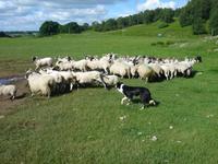 Working Sheepdogs
