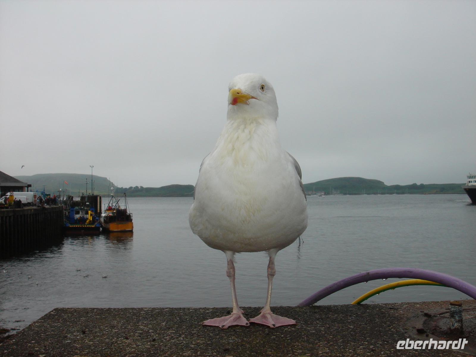 Eine Möwe in Oban