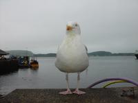 Eine Möwe in Oban