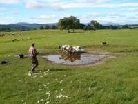 Bei Neils Working Sheepdogs