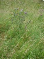 Schottische Staatsblume - Die Distel
