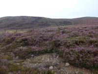 Heidelandschaft Naturpark Cairngorm 