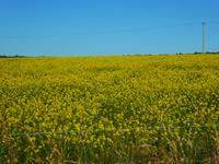 Schottland Impressionen