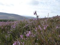 Schottland Impressionen