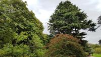 Edinburgh Botanischer Garten 3