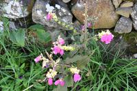 135 Isle of Skye, am Wegesrand