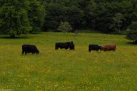 Rundreise Schottland - Eberhardt-Travel - Inveraray Castle