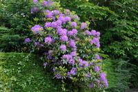 Rundreise Schottland - Eberhardt-Travel - Loch Lomond - Luss