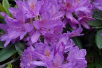 Rundreise Schottland - Eberhardt-Travel - Loch Lomond - Luss