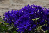 Rundreise Schottland - Eberhardt-Travel - Edinburgh - Royal Mile