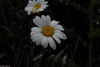Rundreise Schottland - Eberhardt-Travel - Falkirk Wheel am Union Canal