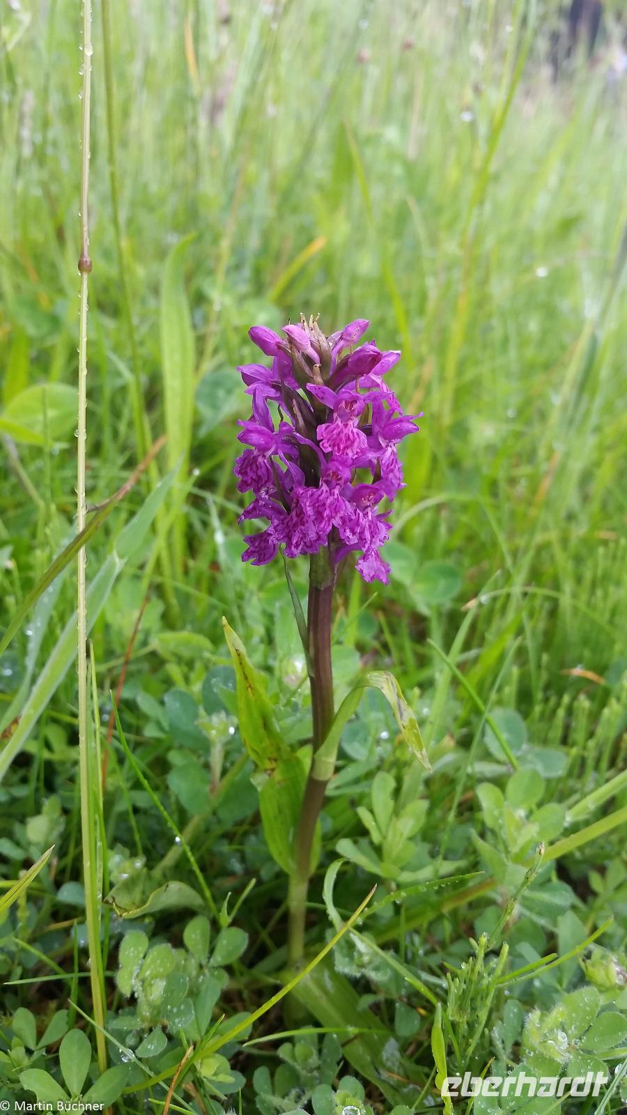 Rundreise Schottland - Eberhardt-Travel - Falkirk Wheel am Union Canal