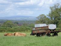 Tag 2 - 6 - Schottisches Hochlandrind (1)
