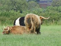 Tag 2 - 6 - Schottisches Hochlandrind (2)