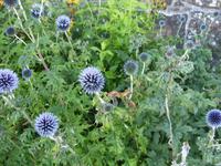 Tag 5 - 2 - schottisches Symbol - Distel