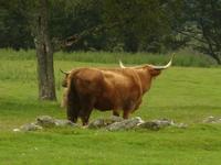 Tag 6 - 1 - Besuch beim Schäfer Neil (2)